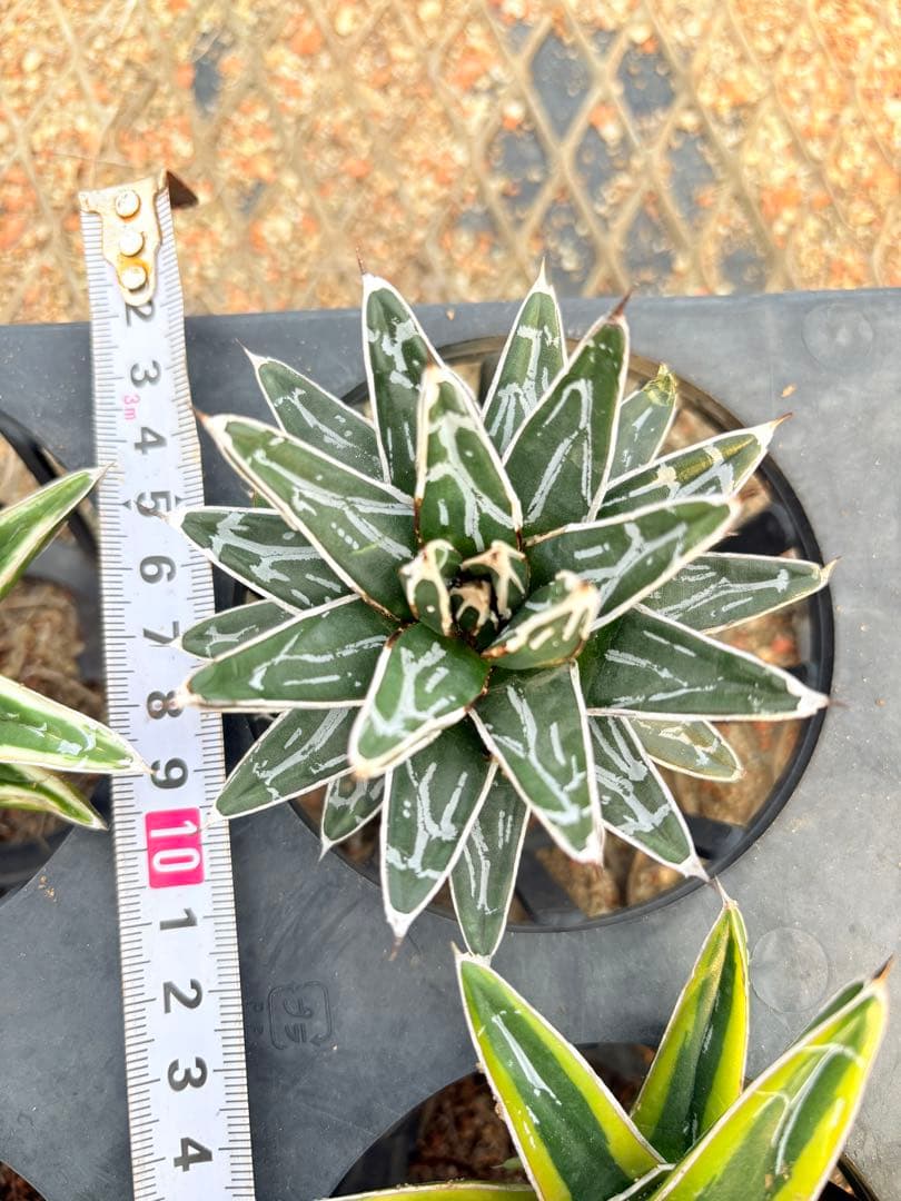 アガベ　笹の雪ロッキー 白山　、輝山　、姫笹の雪　セット　4株