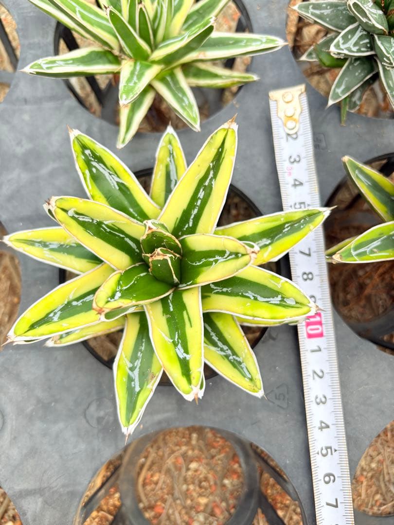 アガベ　笹の雪ロッキー 白山　、輝山　、姫笹の雪　セット　4株