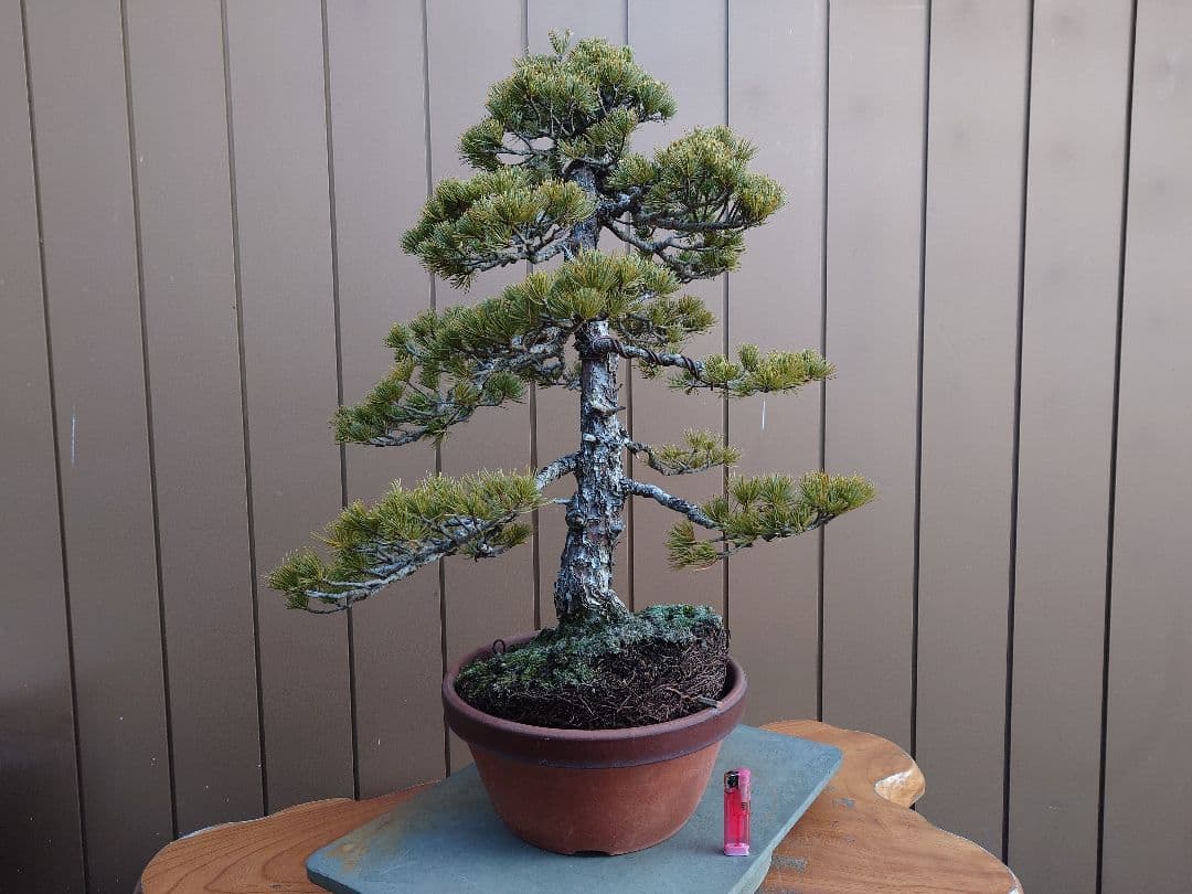 盆栽　五葉松　樹高67cm