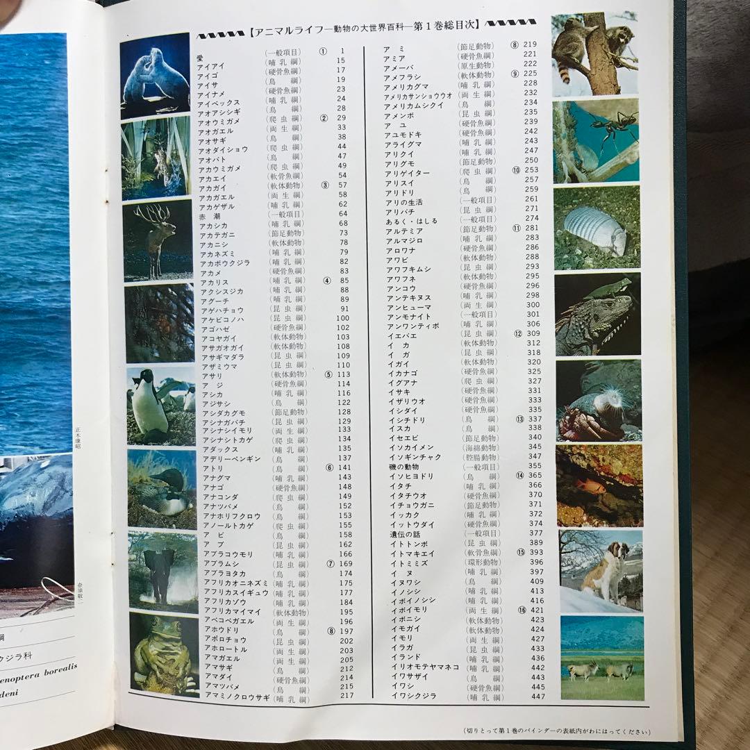 動物の大世界百科　animallife