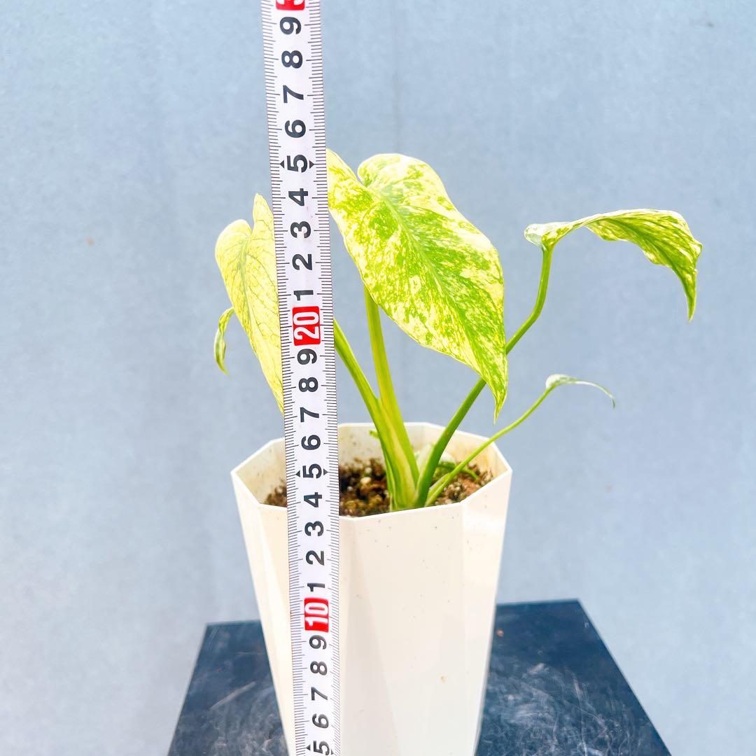 現品　モンステラ　デリシオーサ　ミント　バリエゲイティッド　57番　斑入り