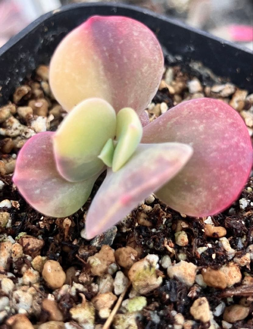 多肉植物　摘芯株　ブルーメタル錦　抜き苗