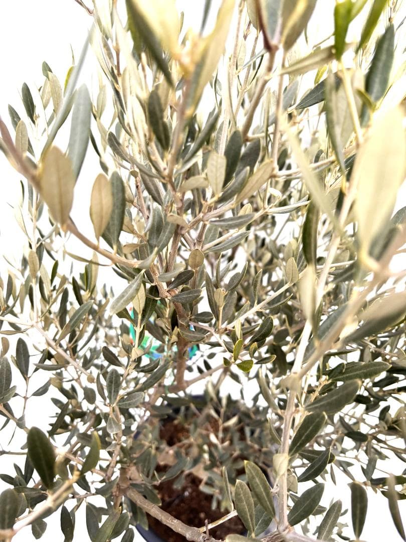 オリーブの木　アメリカン　10号　約140cm　K-334　希少品種　現品掲載