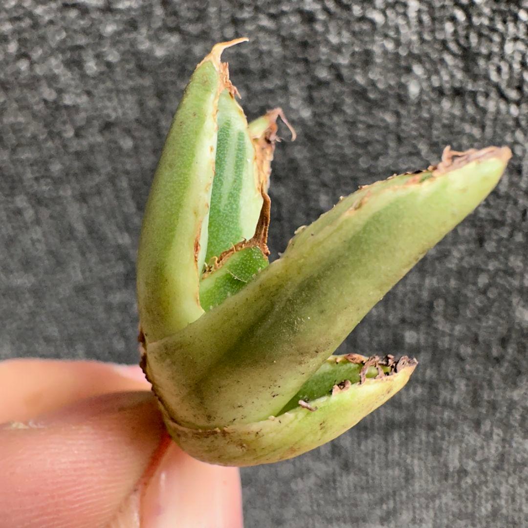 2186アガベ SAD 南アフリカダイヤモンド錦 覆輪斑 永久斑 7株セット