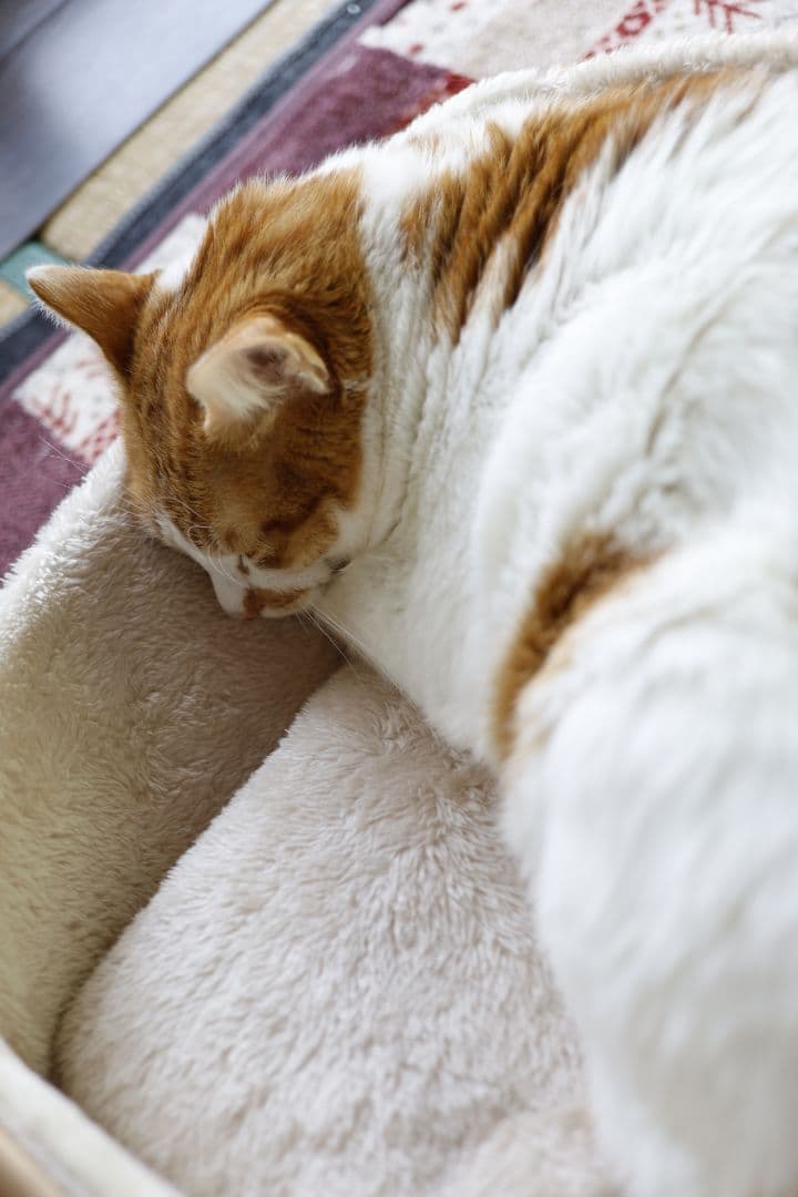 【中古品】EF40mm F2.8 STM