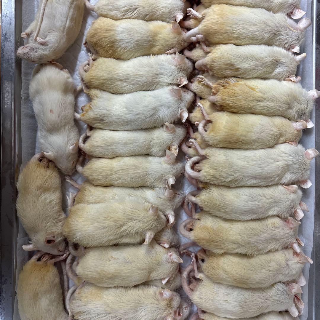 冷凍アダルトマウスML100匹