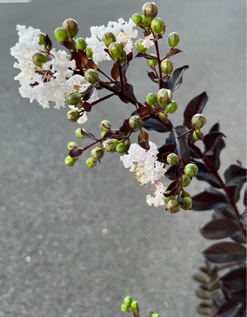 サルスベリ ブラックパール ホワイト ★新品種 大株株立ち 約1.2m 宅急便