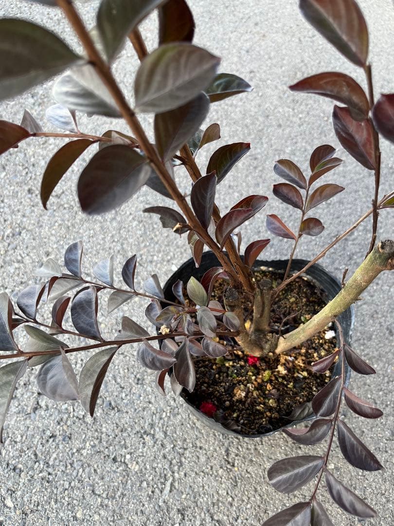 サルスベリ ブラックパール ホワイト ★新品種 大株株立ち 約1.2m 宅急便