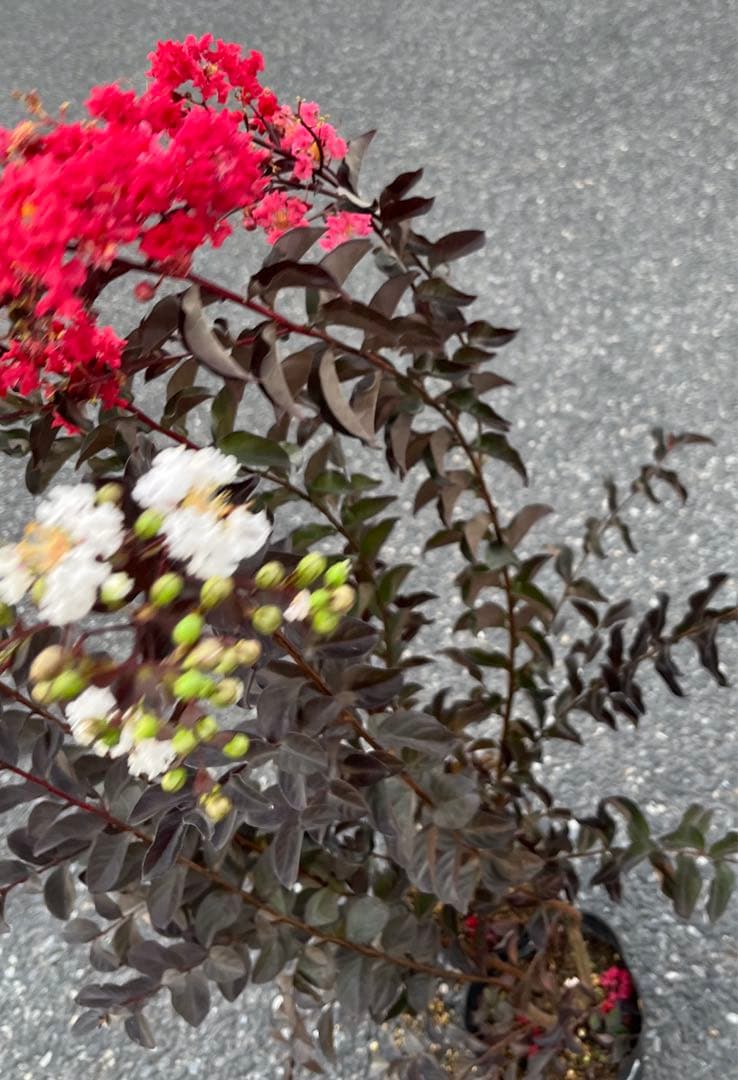 サルスベリ ブラックパール ホワイト ★新品種 大株株立ち 約1.2m 宅急便