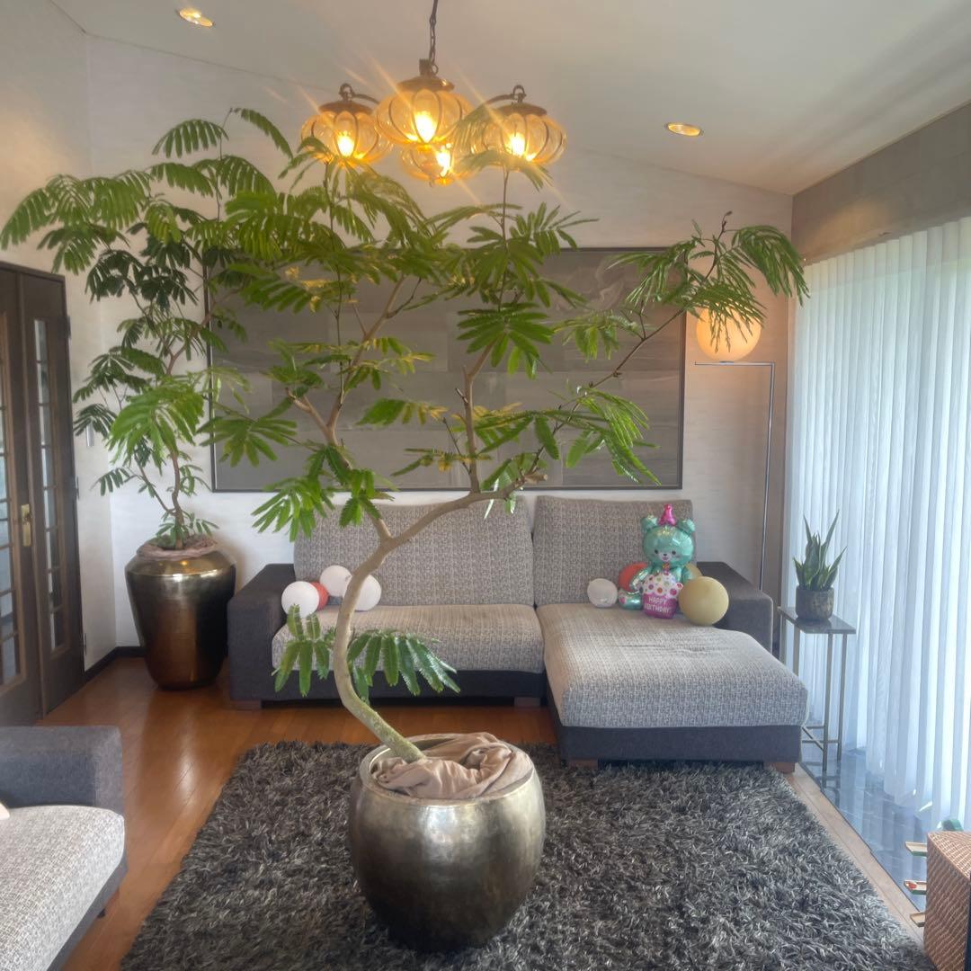 エバーフレッシュ　大型　幹太　曲がり樹形　観葉植物　カッシーナ　アクタス