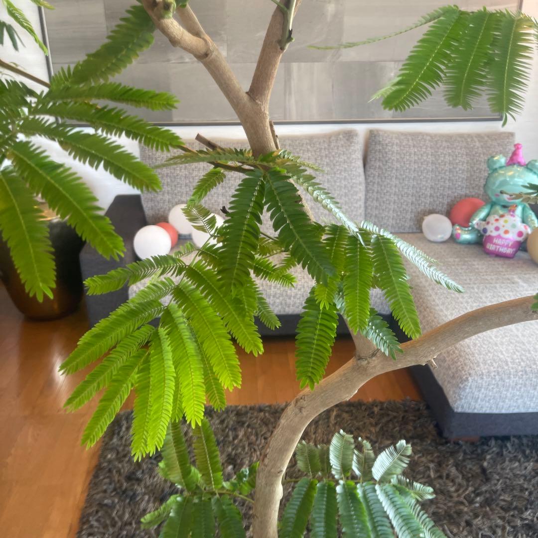 エバーフレッシュ　大型　幹太　曲がり樹形　観葉植物　カッシーナ　アクタス