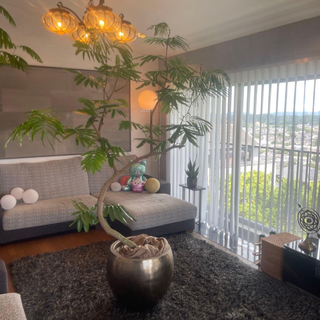 エバーフレッシュ　大型　幹太　曲がり樹形　観葉植物　カッシーナ　アクタス