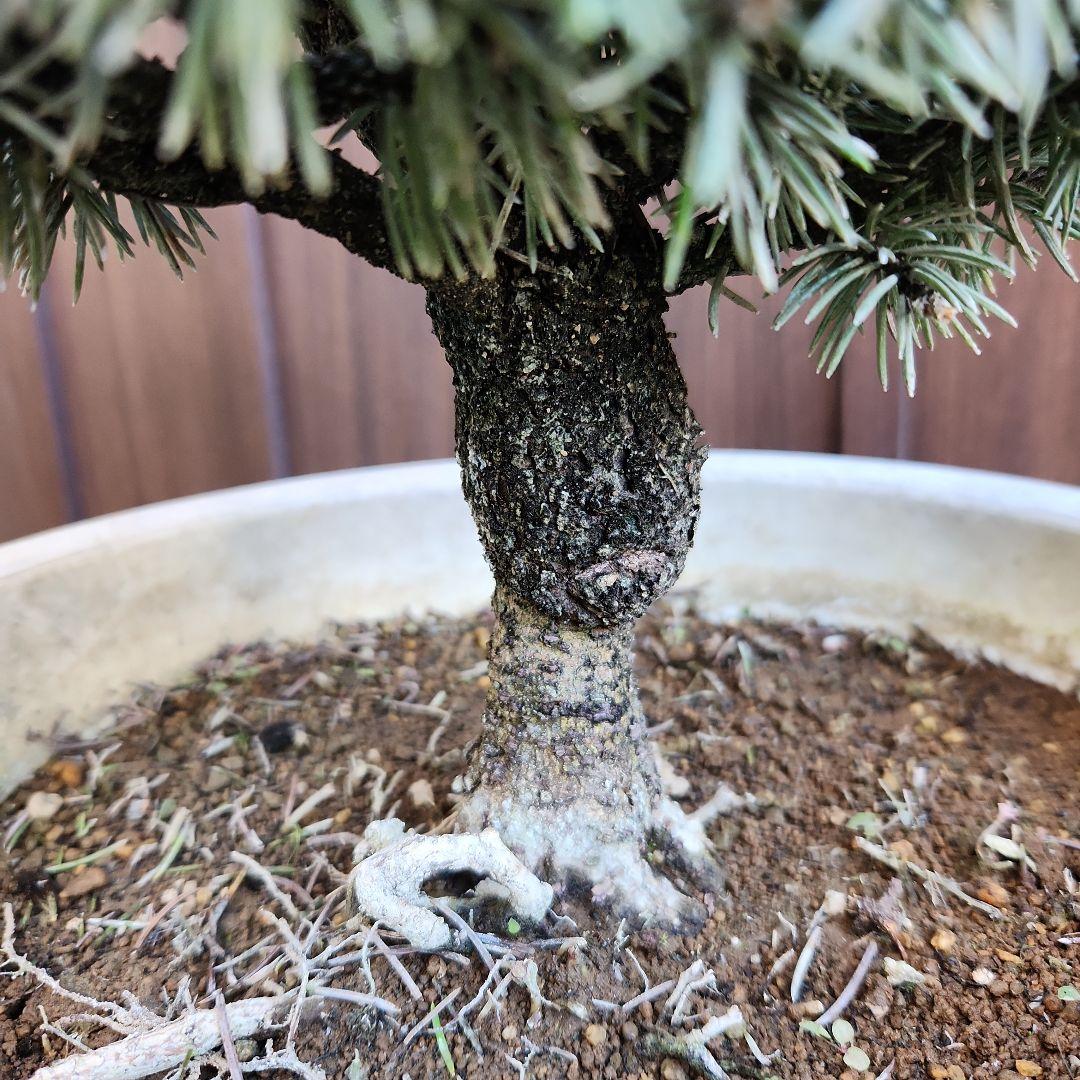 プンゲンストウヒ　グラウカグロボーサ　エアーポット鉢植え　苗木　レア品種