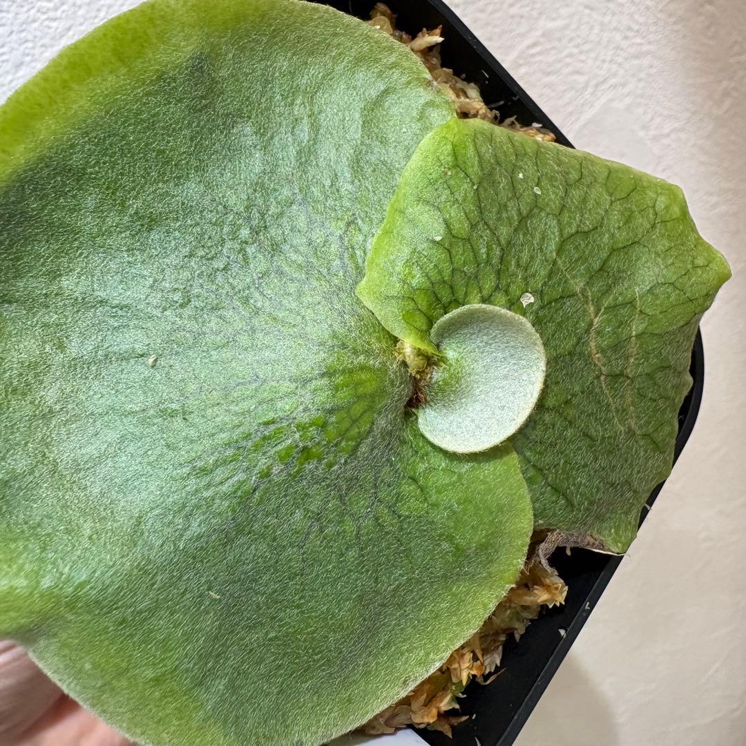 Hips ziriziri オススメ 癖強 子株 株分け ビカクシダ