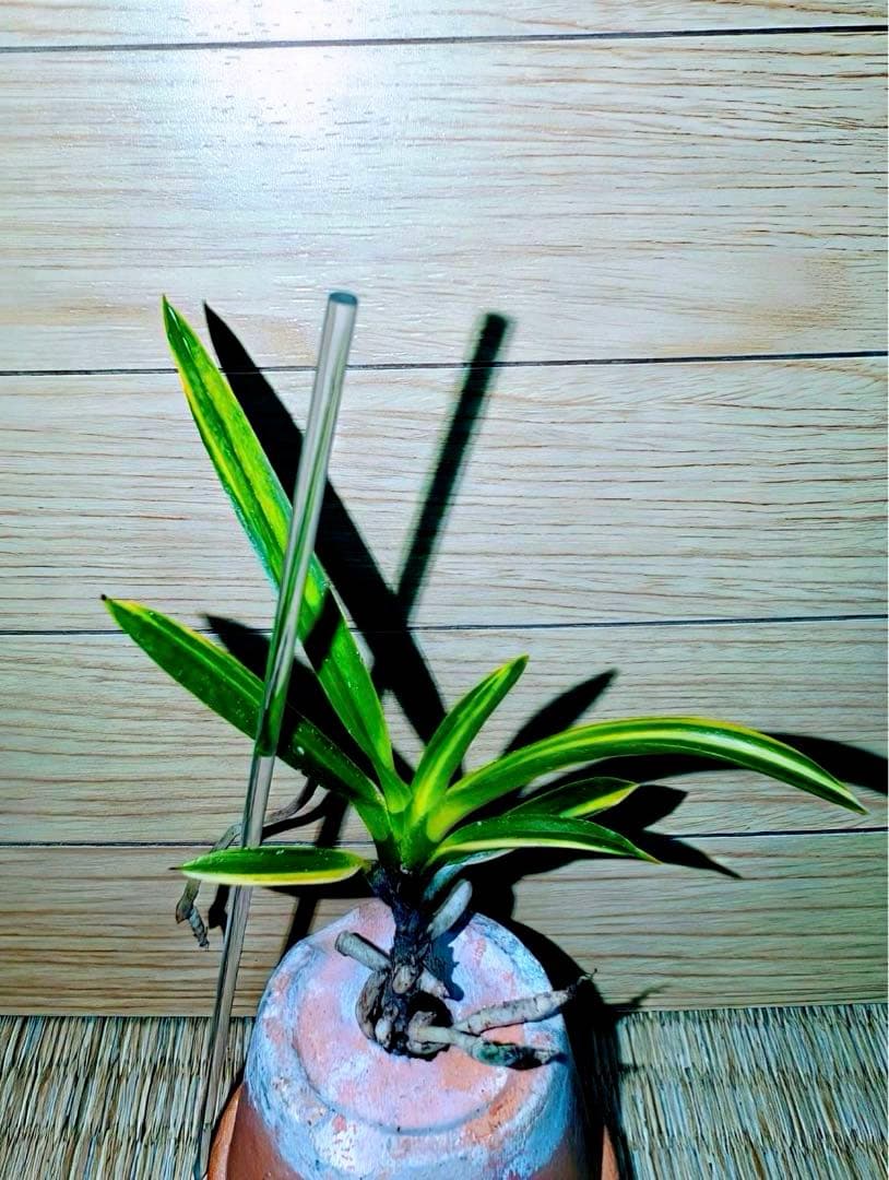 【年末特価品】富貴蘭「鈴木羆」超期待大品