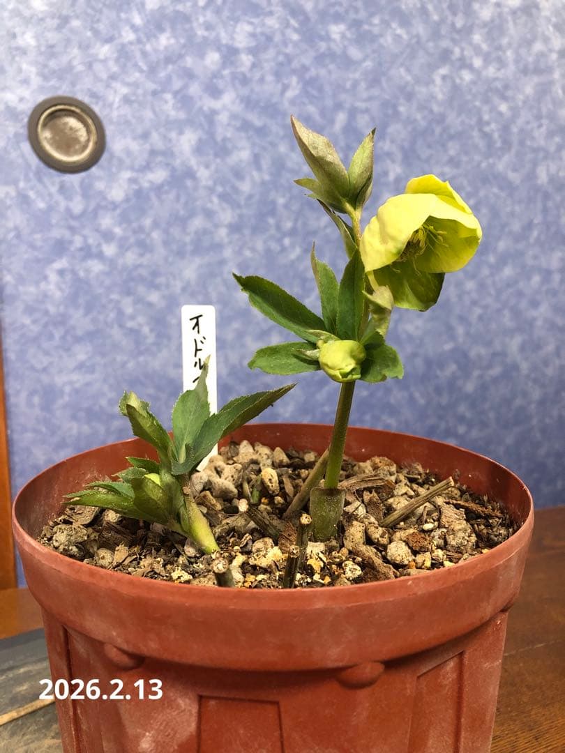 クリスマスローズ　原種　オドルス　緑　シングル　香り