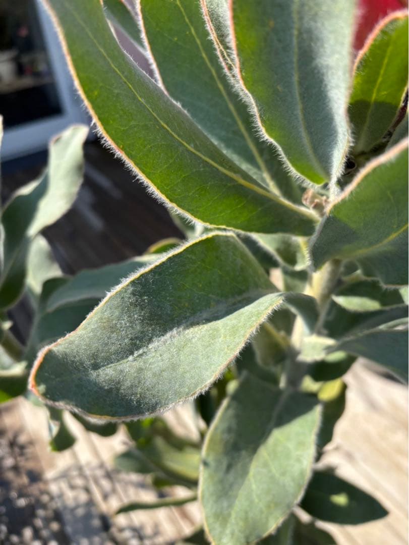 プロテアピンクプリンセス　希少！大株！