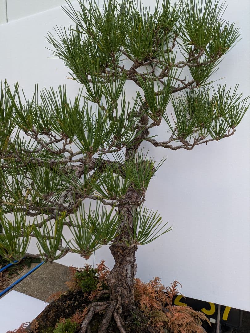 松の盆栽 中型 自然風　　　　樹齢50年から60年経って居ます。