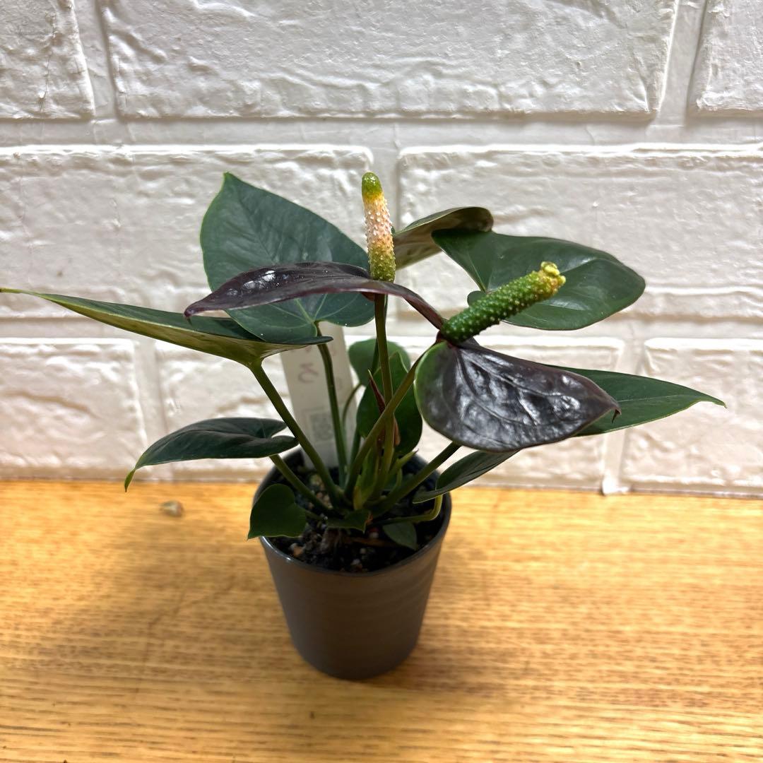 超レア♡ミニアンスリウム♡呂色♡2号♡ポットごと宅急便コンパクト