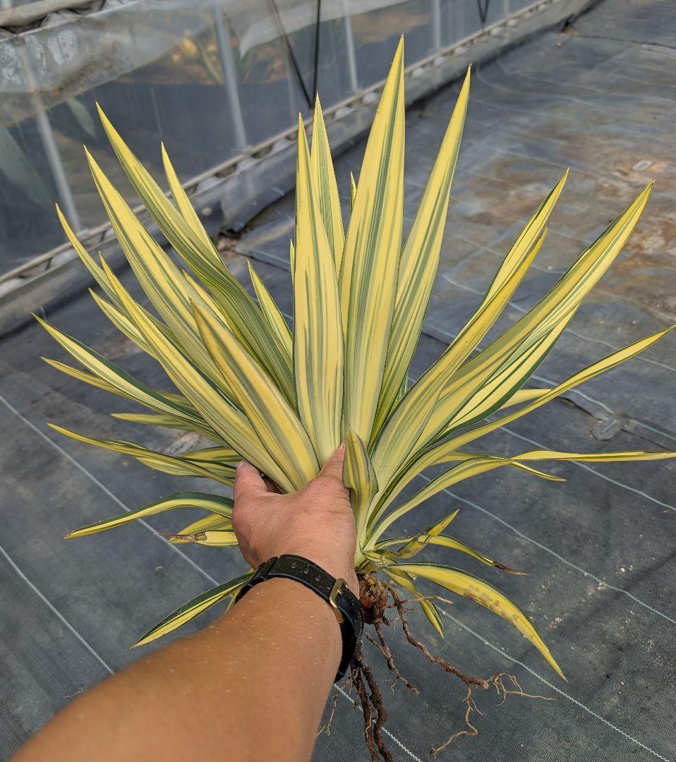 ユッカグロリオサ☆ライジングサン