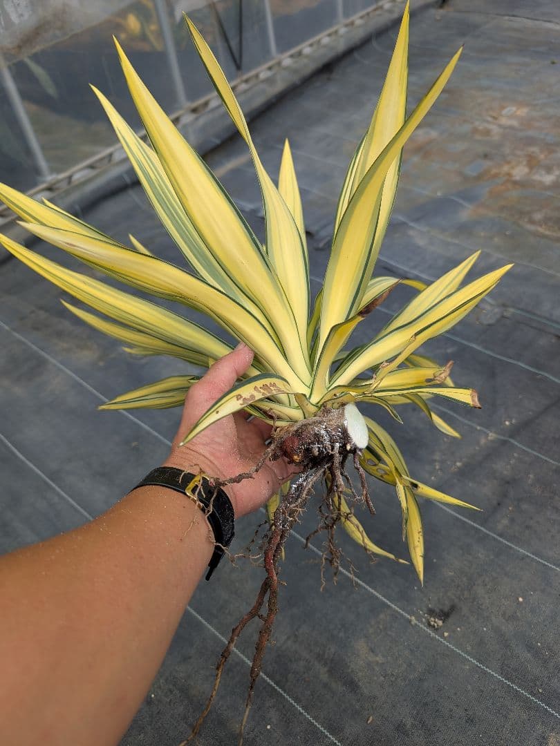 ユッカグロリオサ☆ライジングサン