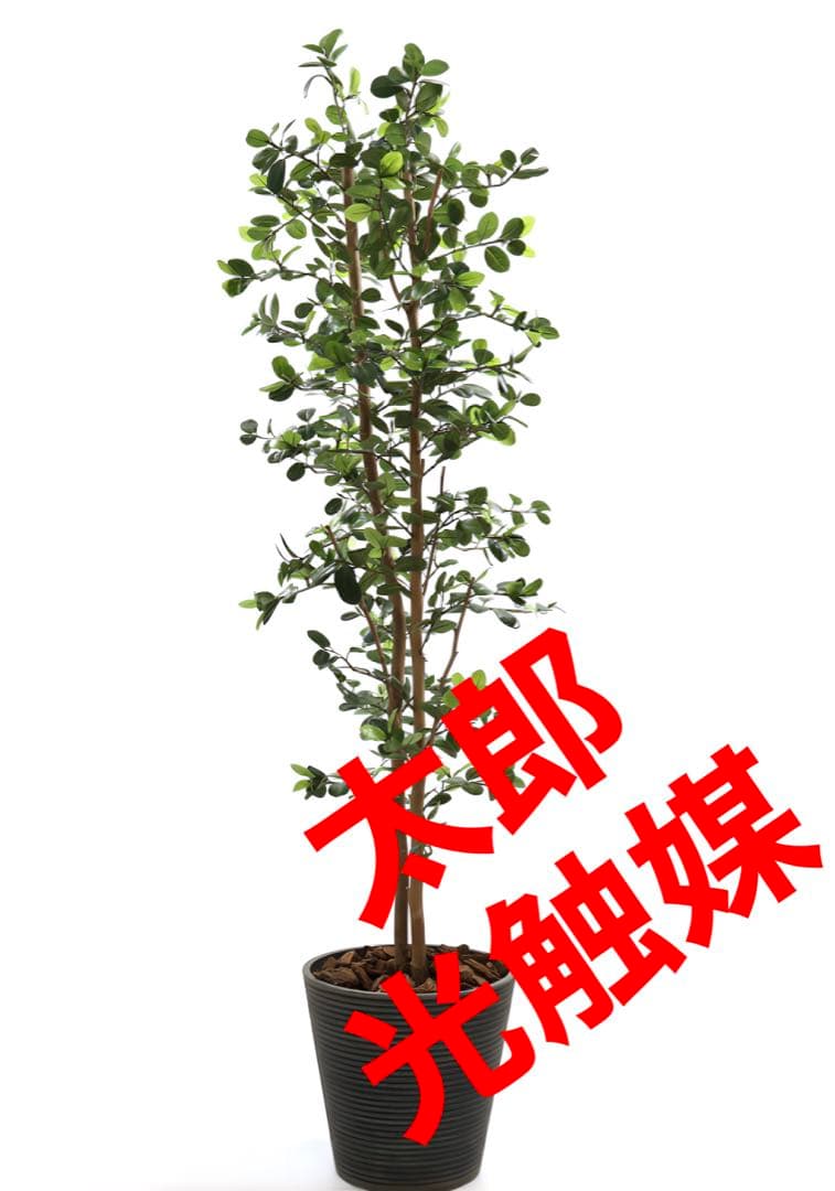 光触媒　人工観葉植物　ウォールグリーン　フェイクグリーン　ガジュマル160ajt