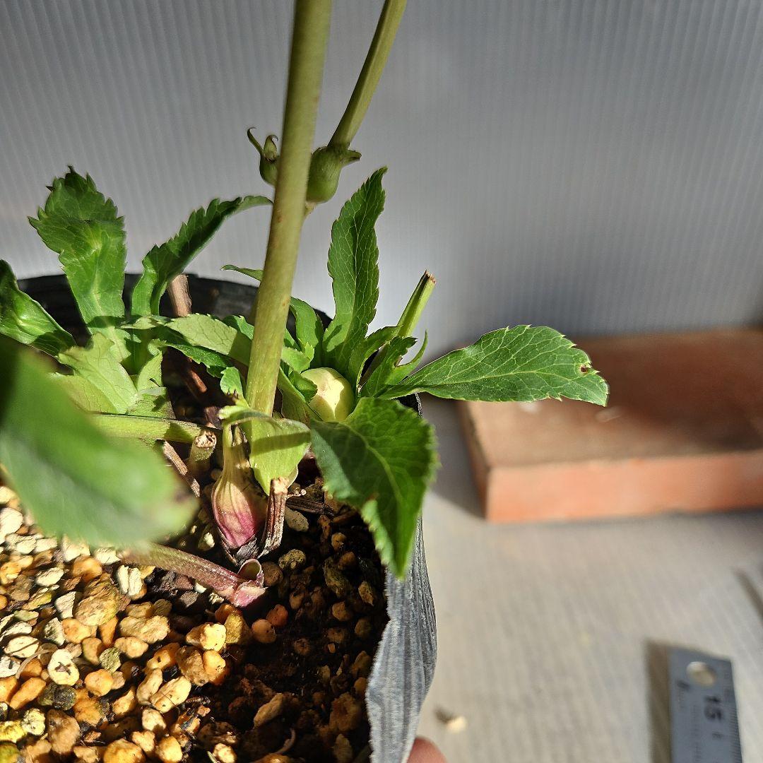 yuko㉖-17㉖-28㉖-35クリスマスローズ