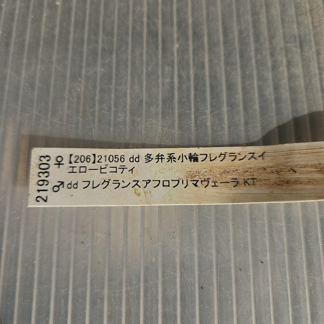 yuko㉖-17㉖-28㉖-35クリスマスローズ