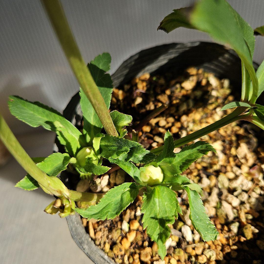 yuko㉖-17㉖-28㉖-35クリスマスローズ