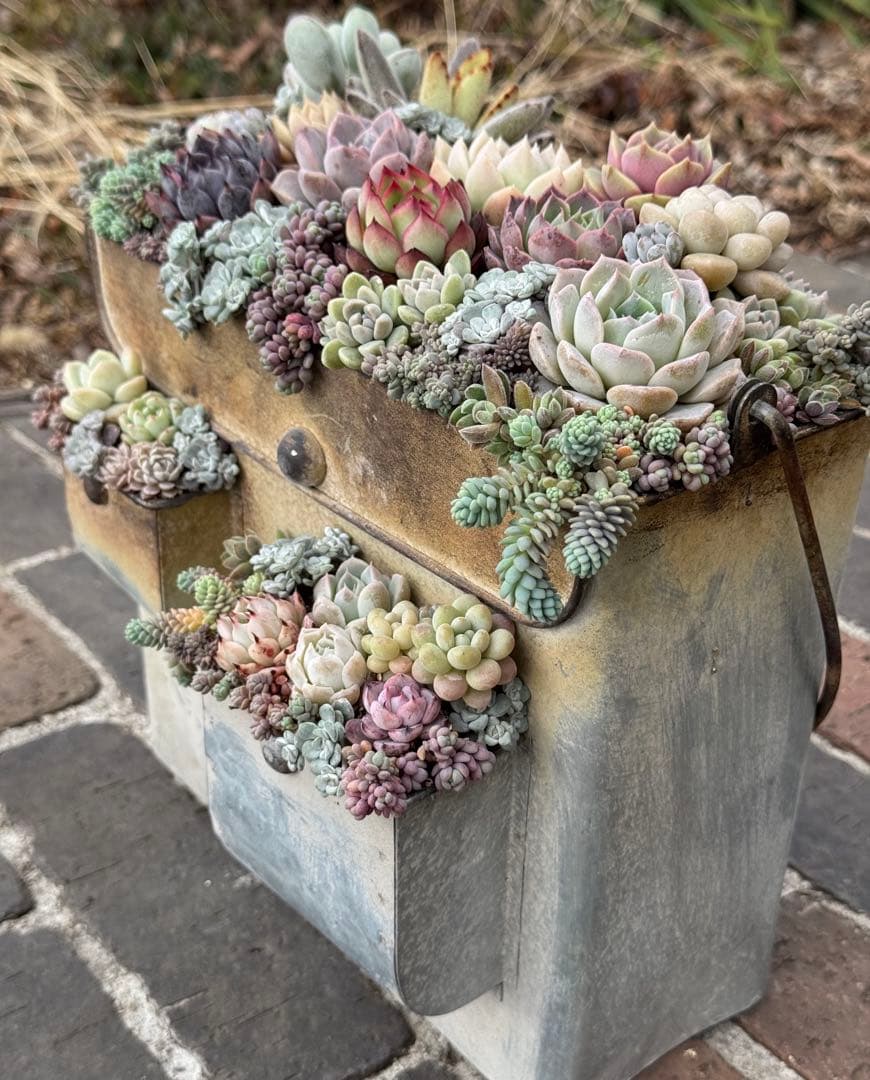 多肉植物　そのまま飾れる寄せ植え