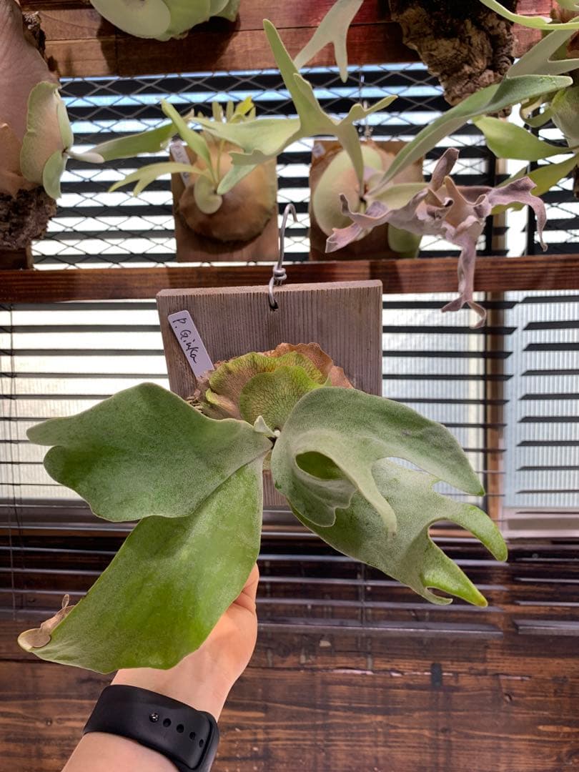 P.GINKA ギンカ 銀華 OC 大きめ子株