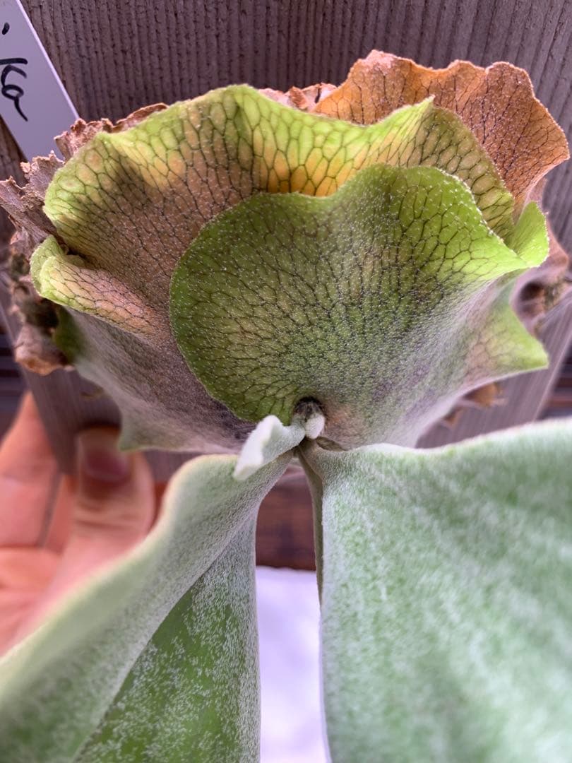 P.GINKA ギンカ 銀華 OC 大きめ子株