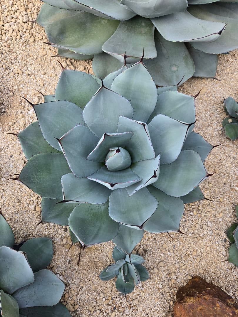 【期間限定10月22日まで】パリートランカータ大株　輸入株