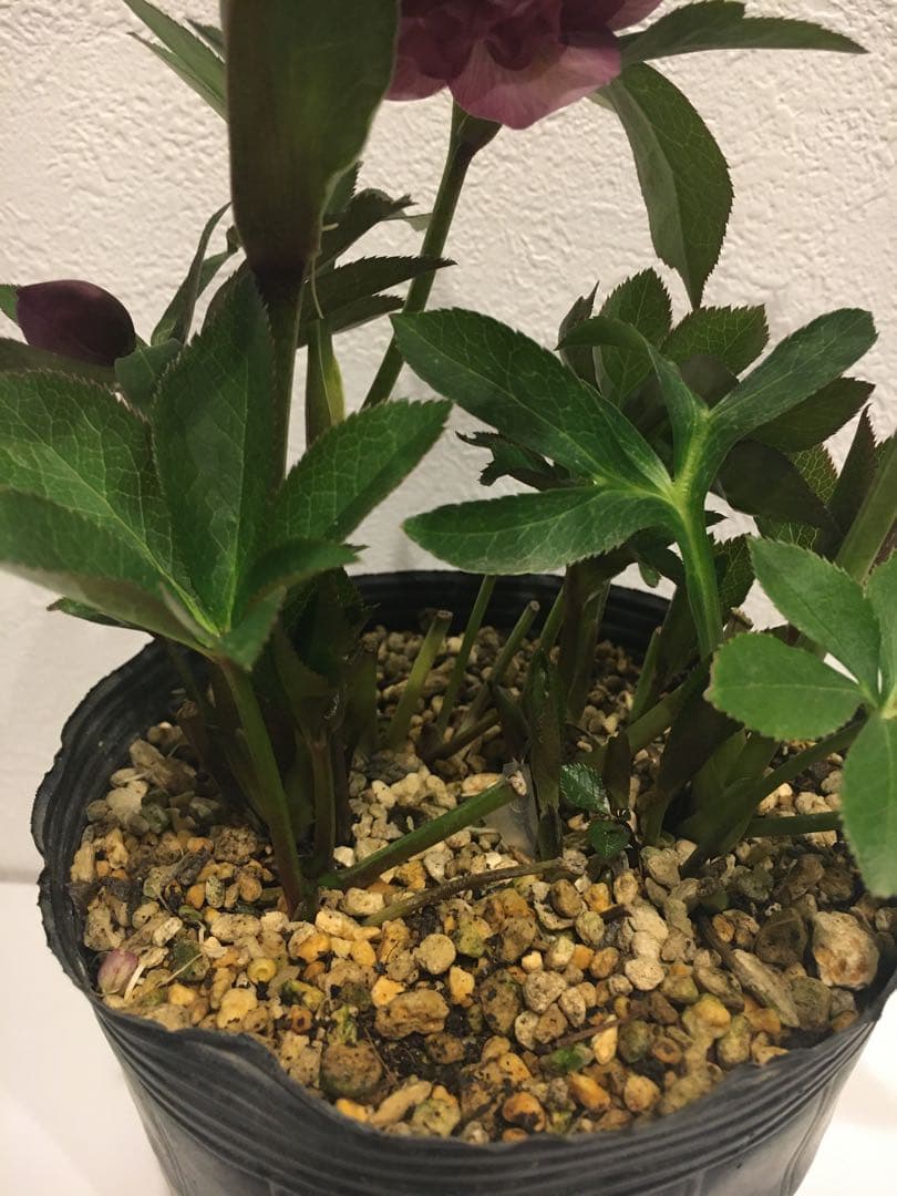 加藤園芸　クリスマスローズ　絞り交配　成熟株　現株発送