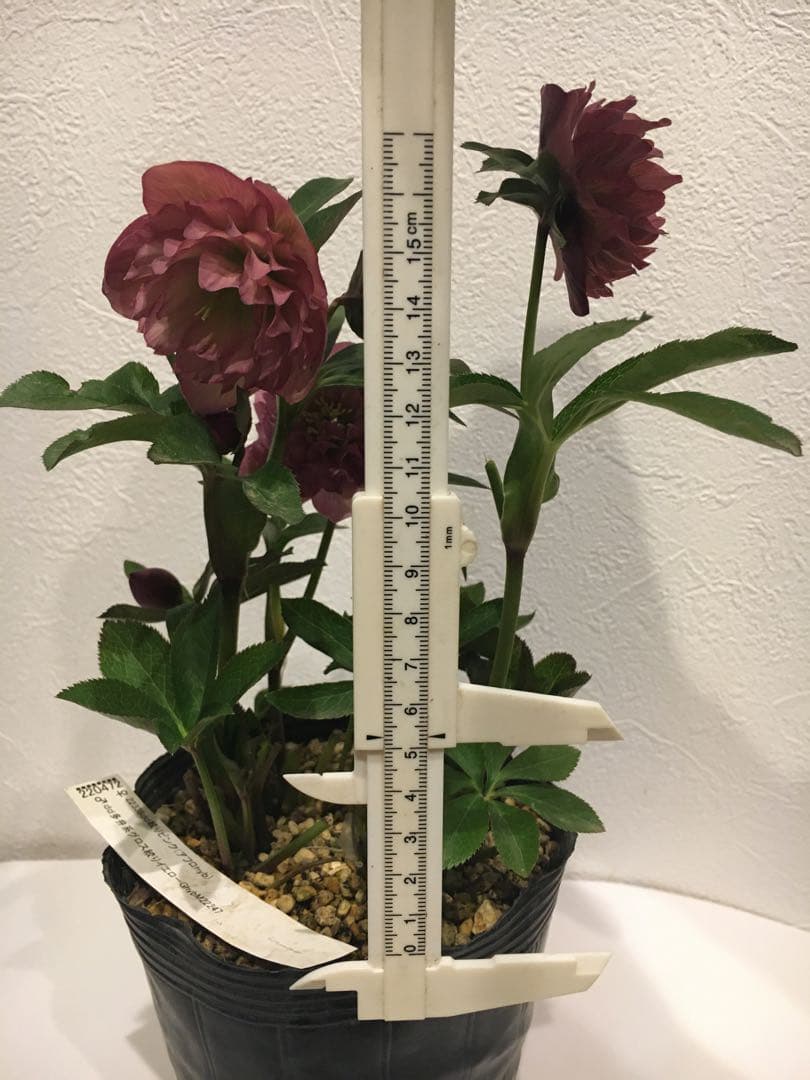 加藤園芸　クリスマスローズ　絞り交配　成熟株　現株発送