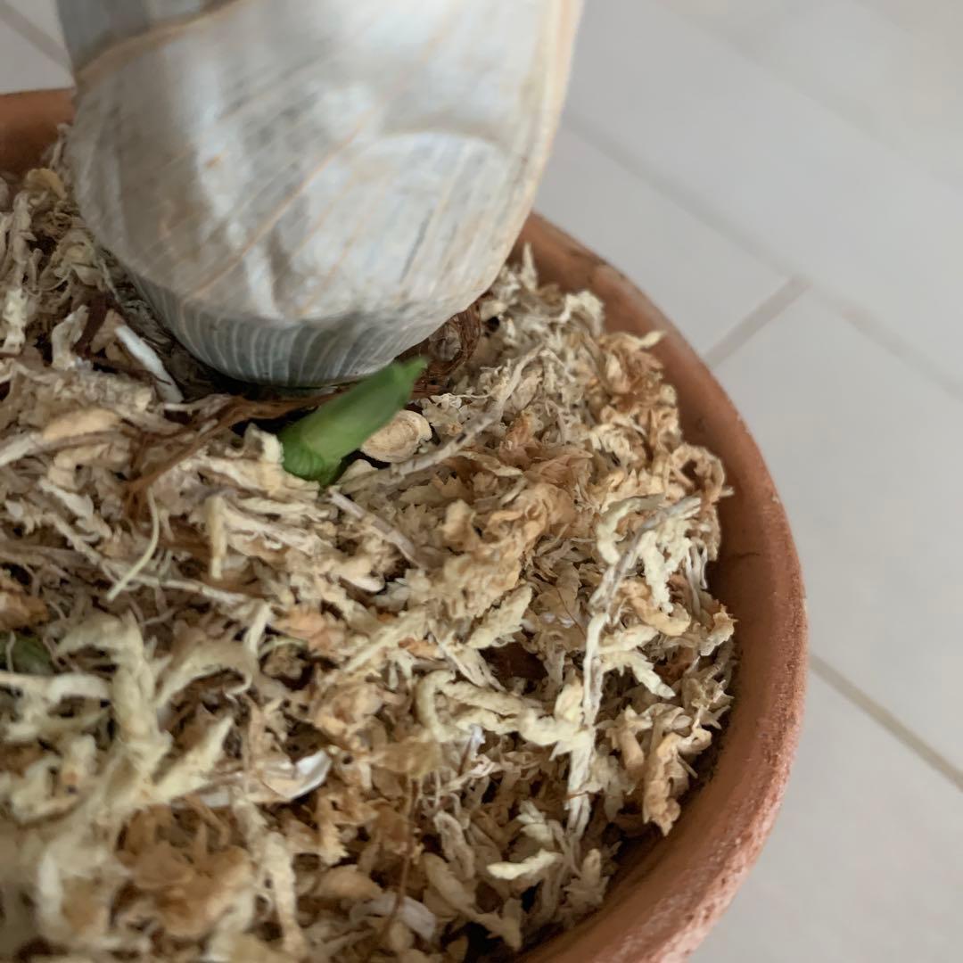 タケノコラン　数年目です