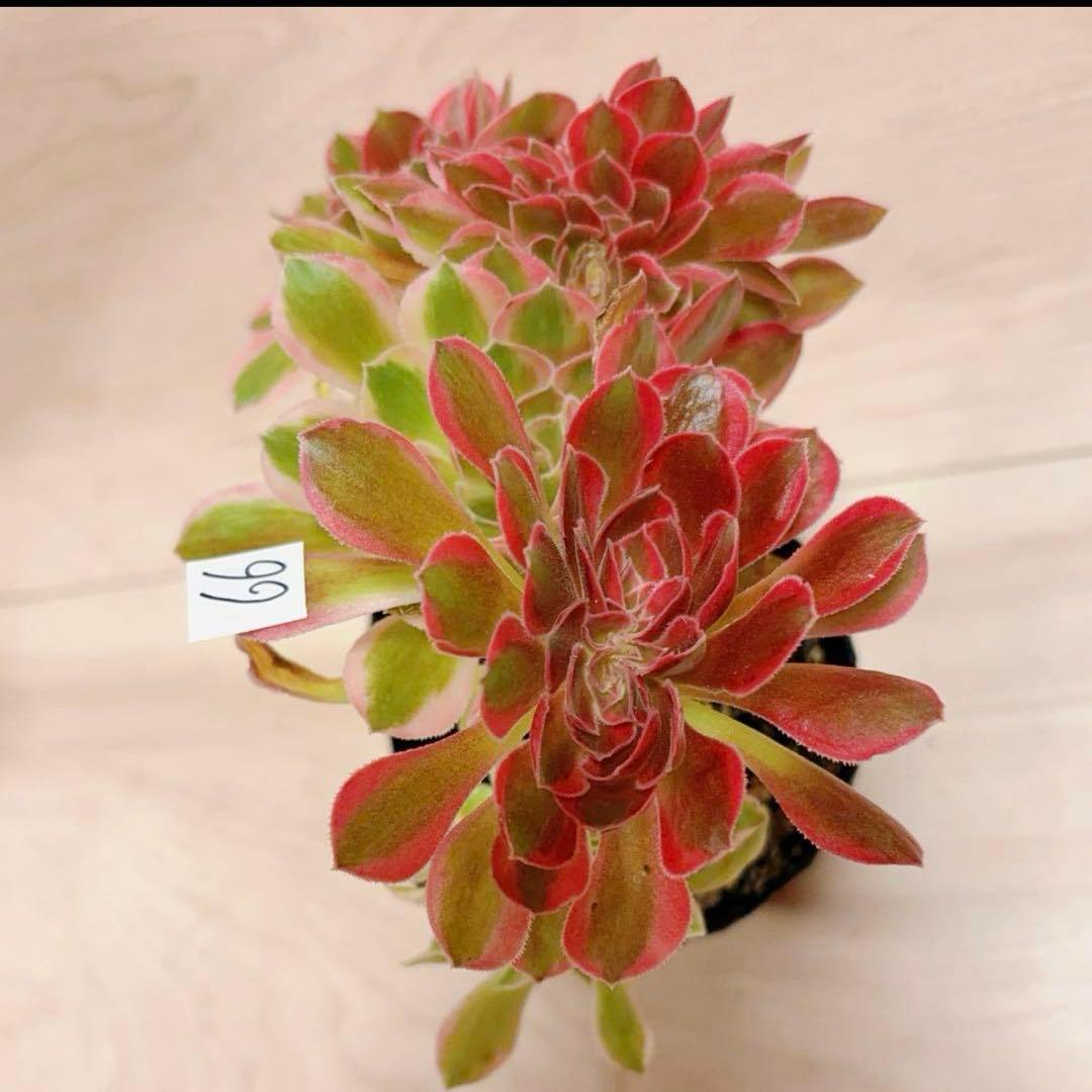 66#多肉植物アエオニウム錦❤️ピンクウィッチセッカ❤️18cm 拔き苗