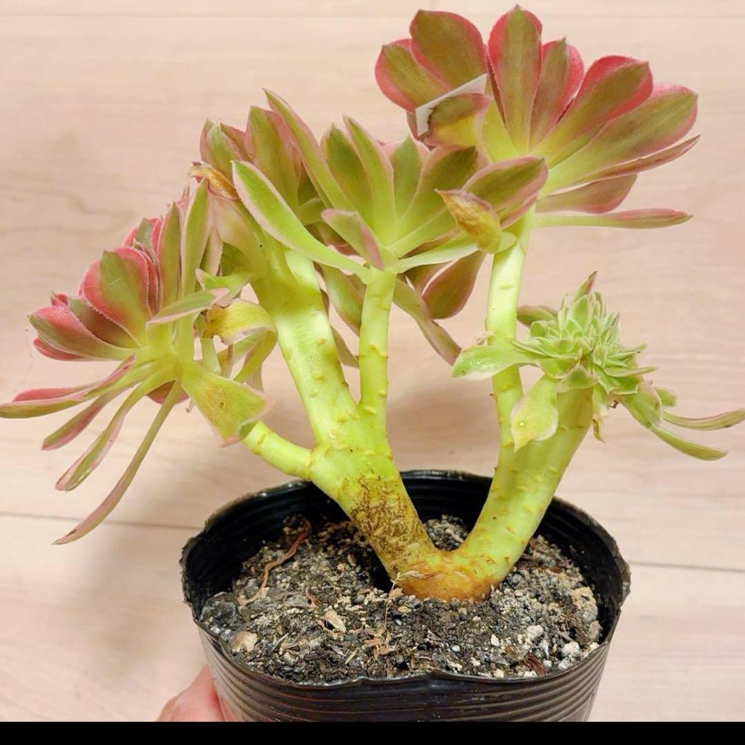 66#多肉植物アエオニウム錦❤️ピンクウィッチセッカ❤️18cm 拔き苗