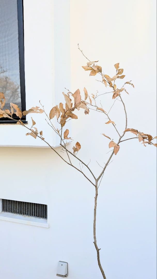 美形。山採りヤマコウバシ。