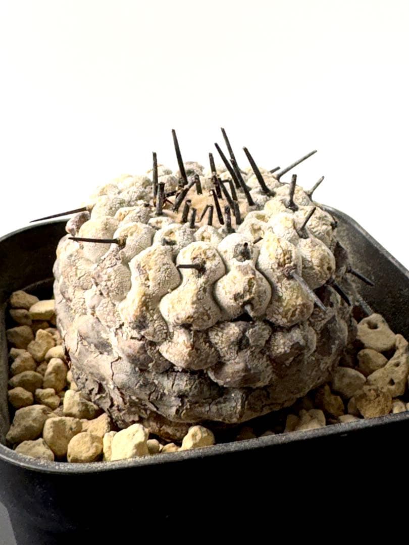 （現地球）コピアポア　シネレア　コルムナアルバ　孤竜丸　発根済