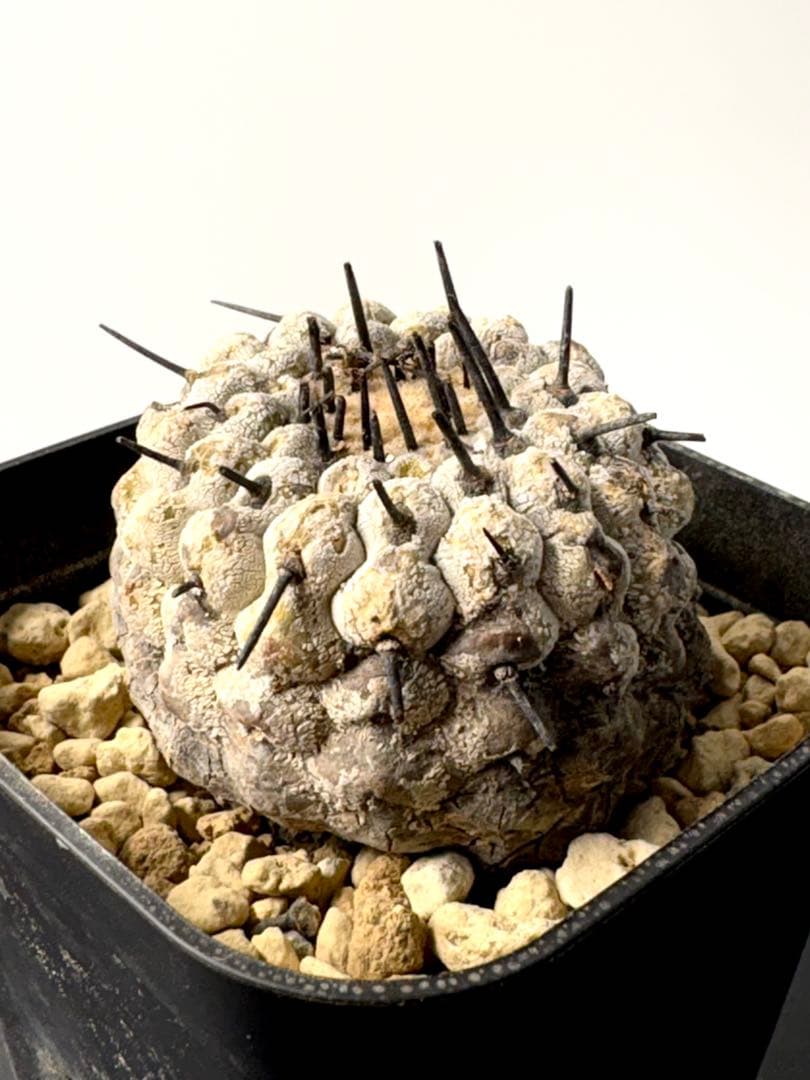 （現地球）コピアポア　シネレア　コルムナアルバ　孤竜丸　発根済