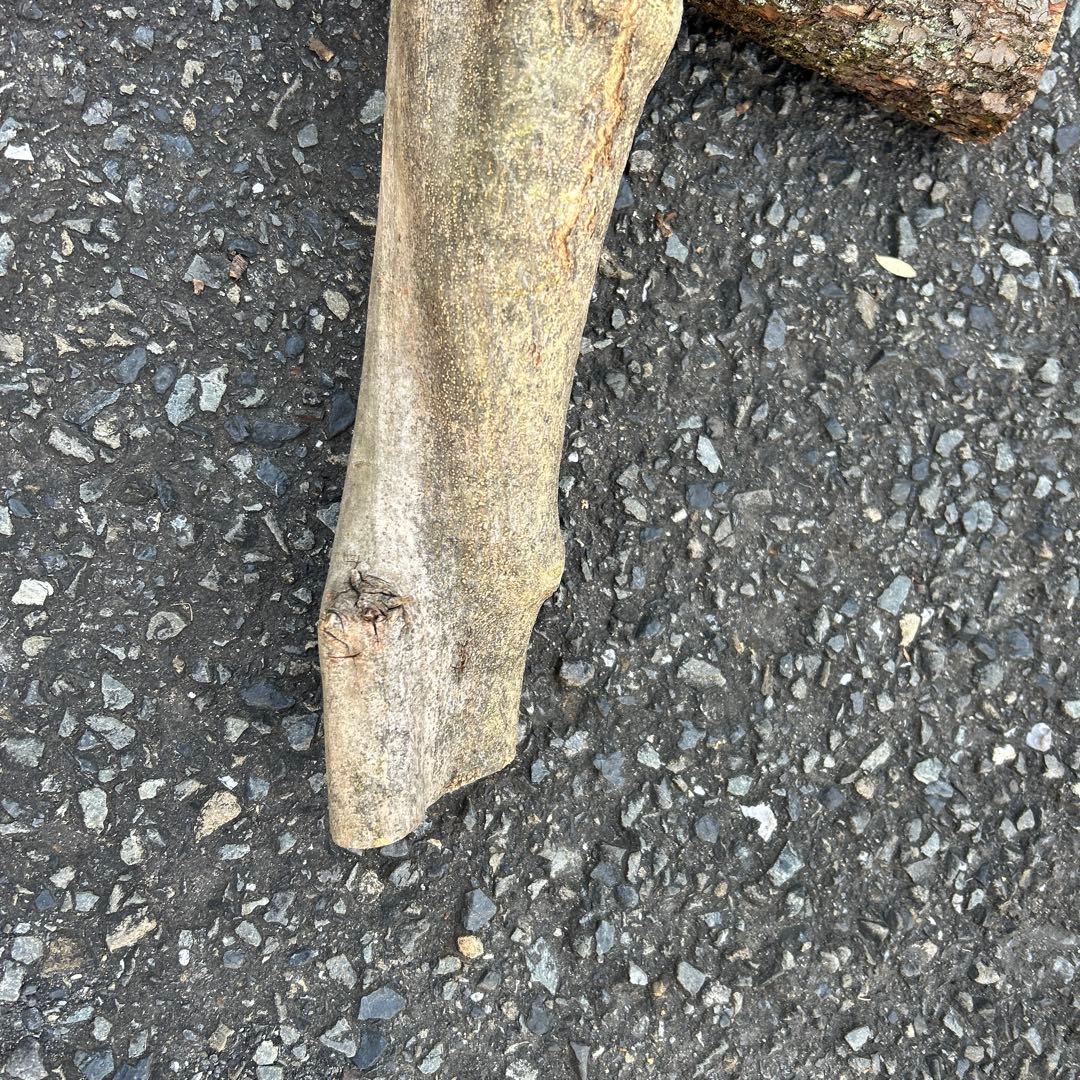 オリーブ　挿し木　挿木　太枝挿し木　枝　3本