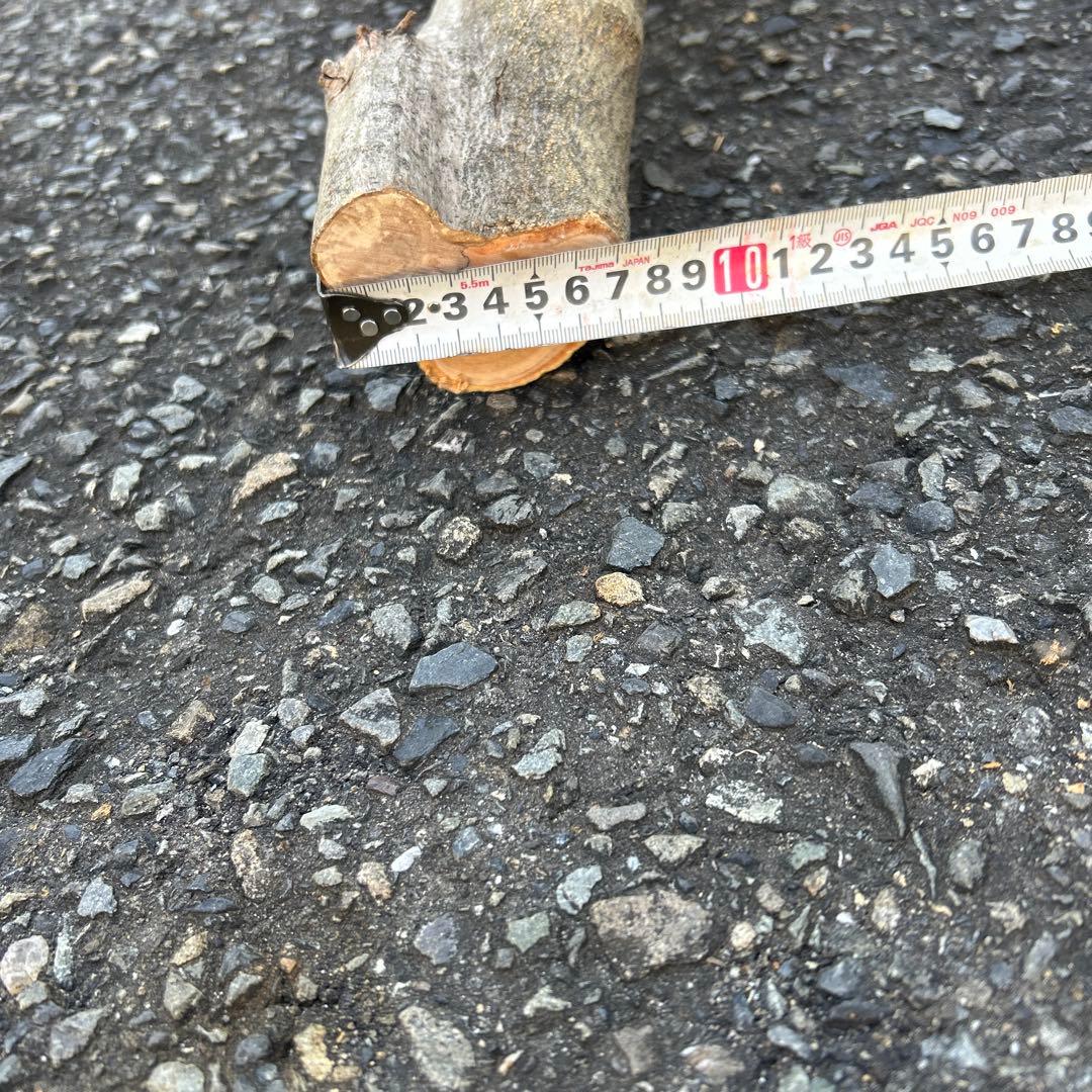 オリーブ　挿し木　挿木　太枝挿し木　枝　3本