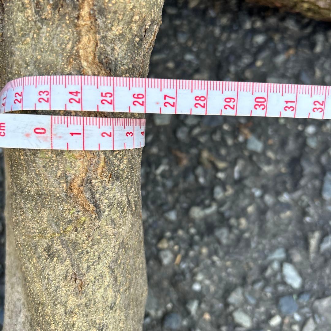 オリーブ　挿し木　挿木　太枝挿し木　枝　3本