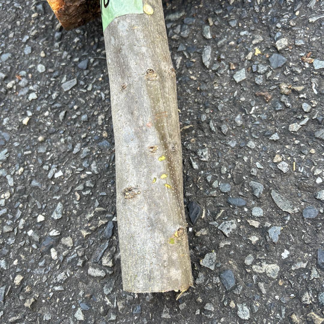 オリーブ　挿し木　挿木　太枝挿し木　枝　3本