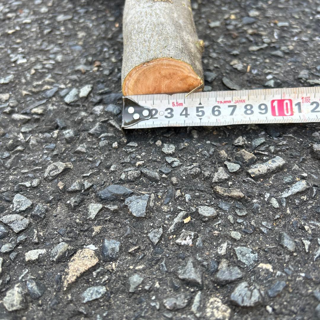 オリーブ　挿し木　挿木　太枝挿し木　枝　3本