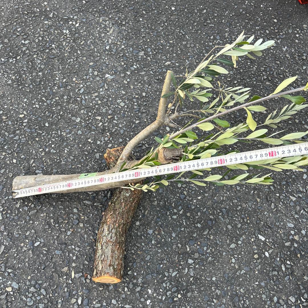 オリーブ　挿し木　挿木　太枝挿し木　枝　3本