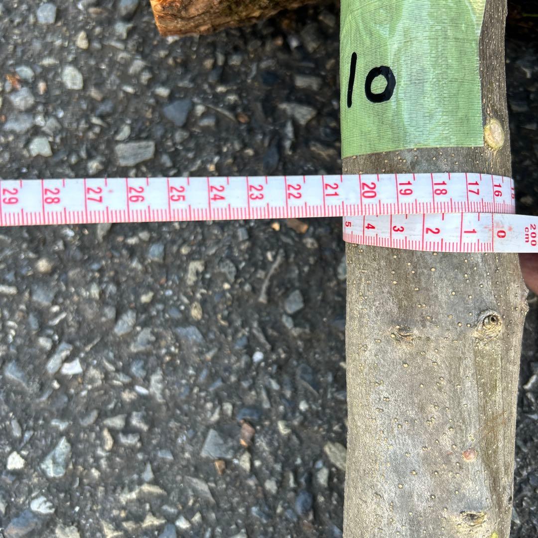 オリーブ　挿し木　挿木　太枝挿し木　枝　3本