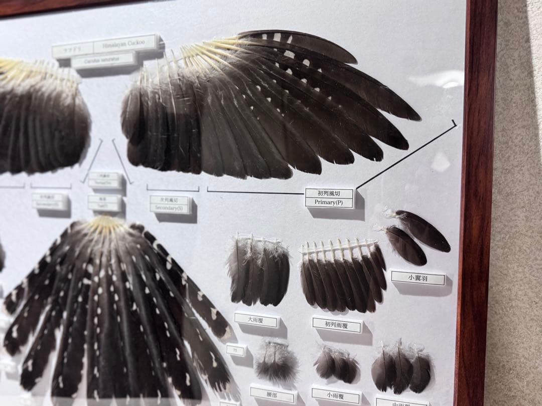 ツツドリの羽標本　野鳥 鳥 羽