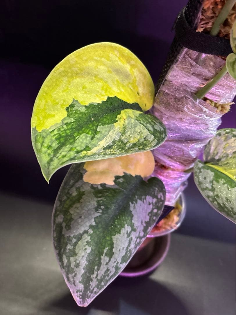 スキンダプサス・スワーナブミ 斑入り 大株　1